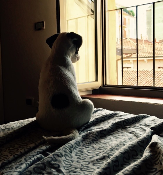 DotWindows